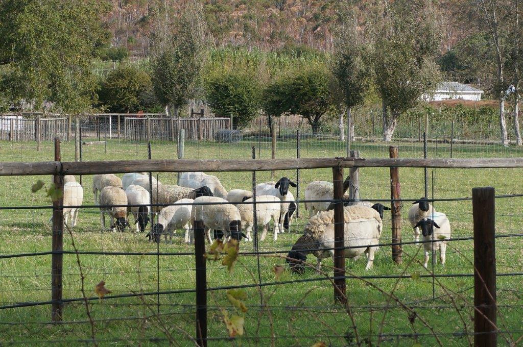 Long Acres Cottages مونتاغو المظهر الخارجي الصورة